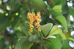 Byrsonima crassifolia